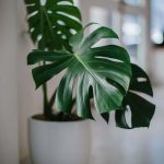 Monstera