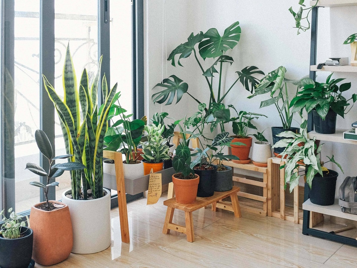 Read more about the article Plantes d’interior fàcils de cuidar