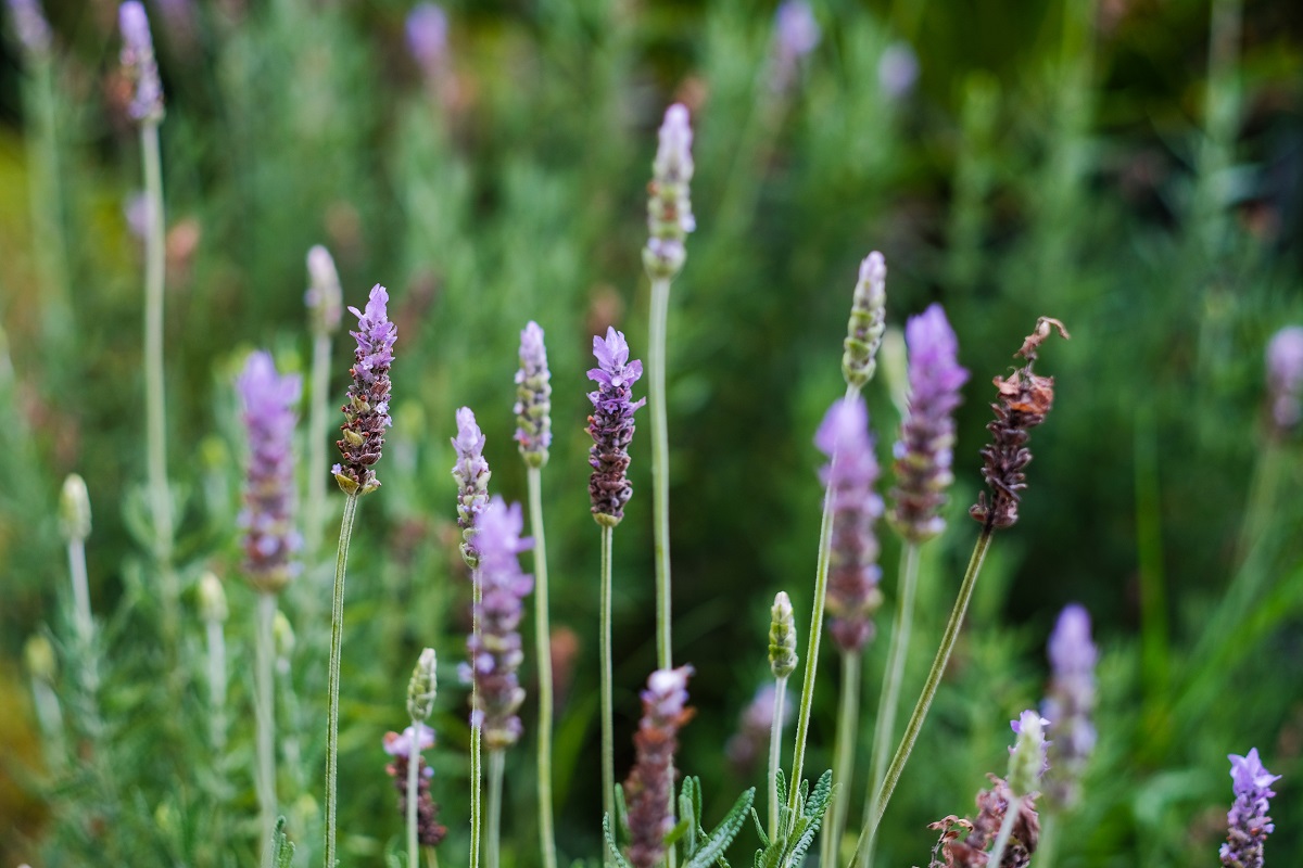 You are currently viewing Plantes aromàtiques